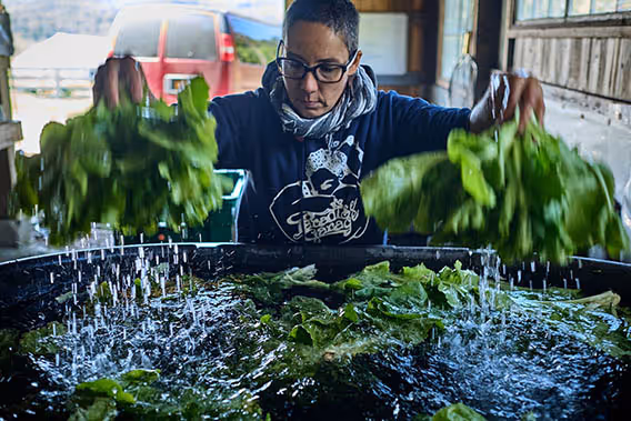 D cleaning greens at the farm